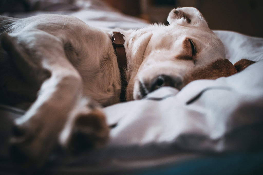 dog after seizure