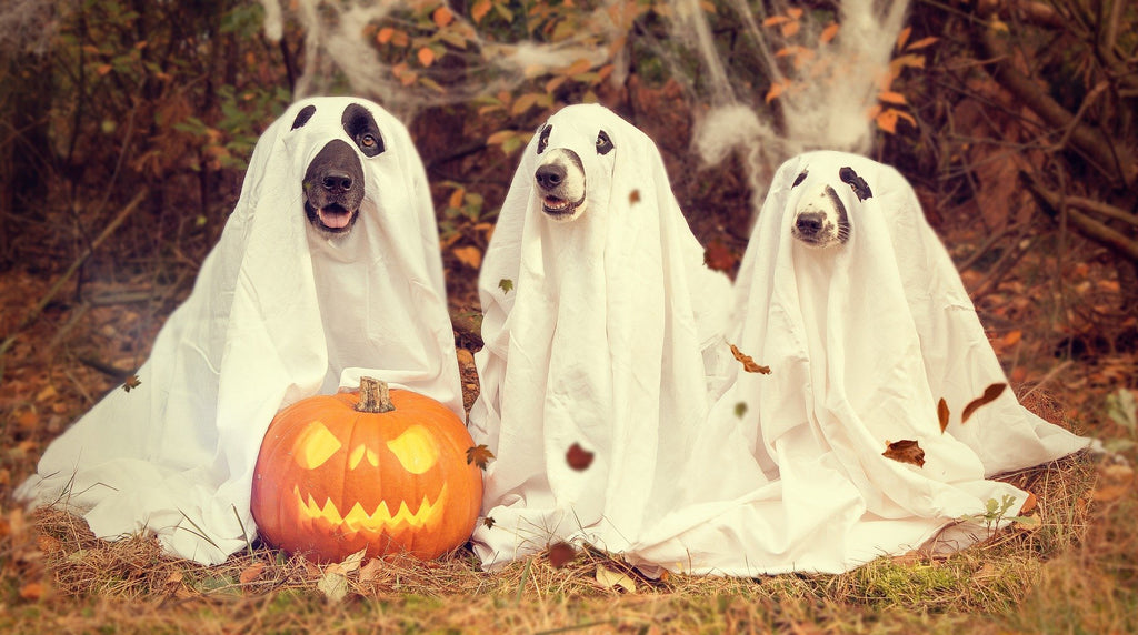 dressed up dogs on halloween
