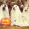 dressed up dogs on halloween