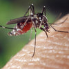 mosquito on skin