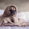 CBD for dog anxiety