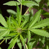 marijuana plant