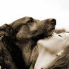 CBD and dog