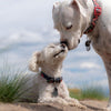 CBD for pets