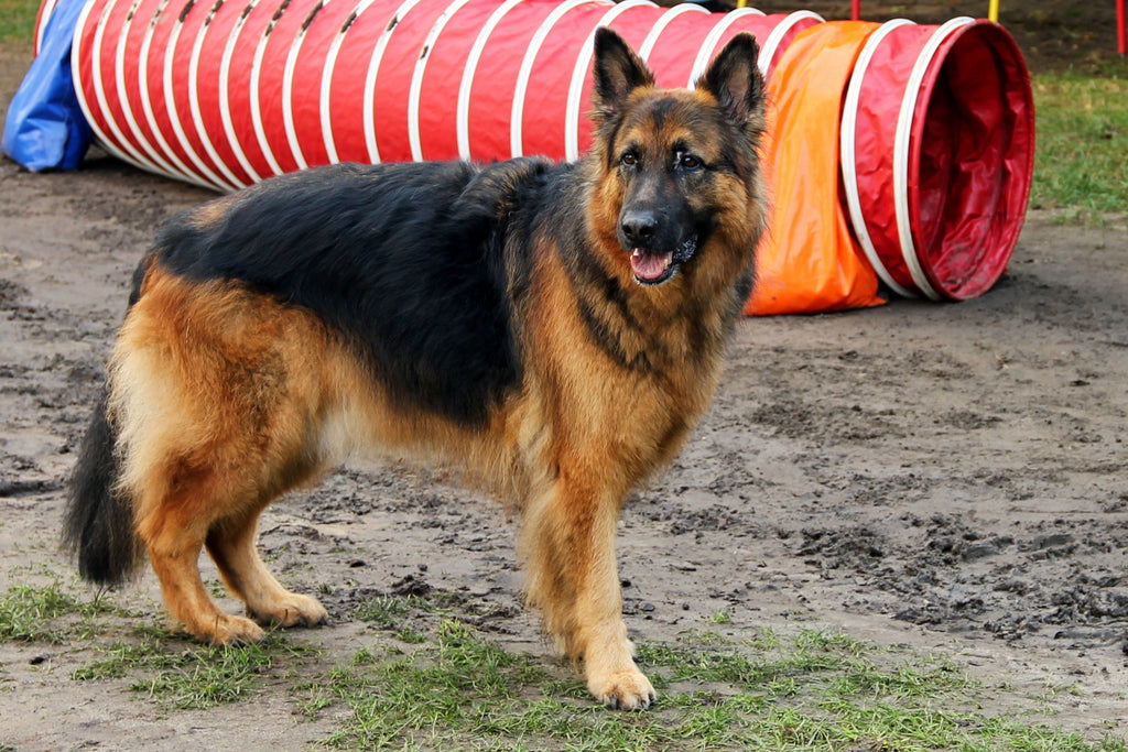 old dog with arthritis