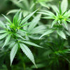 history of CBD