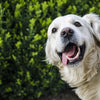 long hair dog with their tongue out