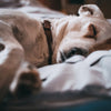 dog after seizure