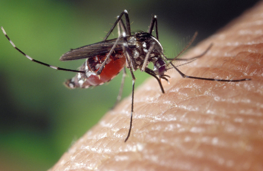 CBD for Mosquito Bites: Beat the Scourge of the Summer