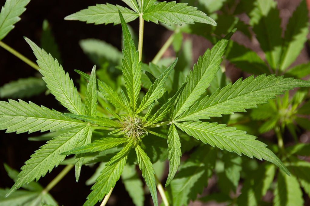 marijuana plant