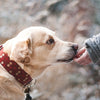 Pet nutrition CBD