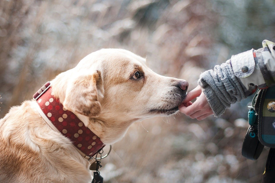 Deciding on the Best Food to Feed Your Pet