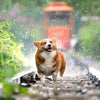 CBD for Dogs