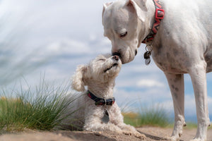 CBD for pets