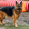 old dog with arthritis