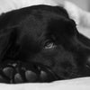 CBD for dog digestive issues