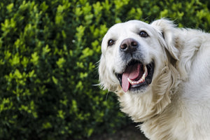 long hair dog with their tongue out