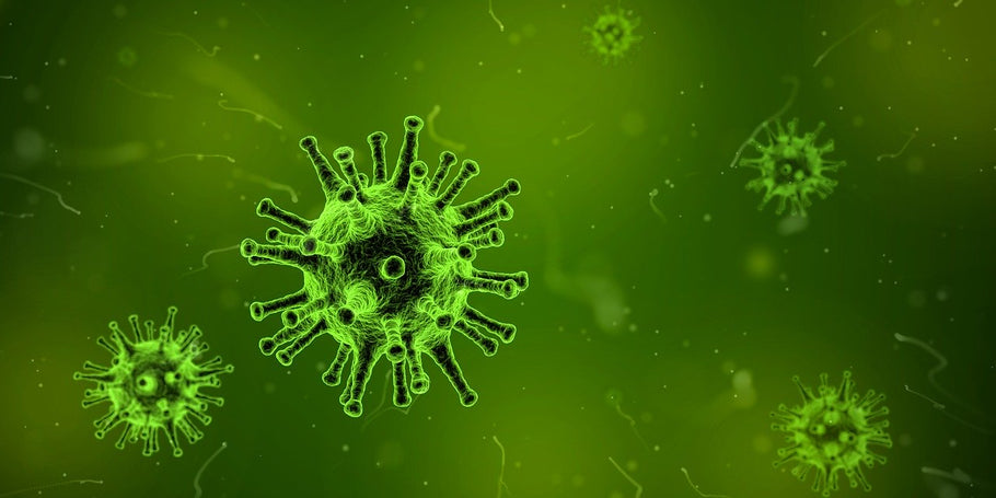 CBD and the Immune System